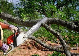 Best Tree Cabling and Bracing  in West Long Branch, NJ