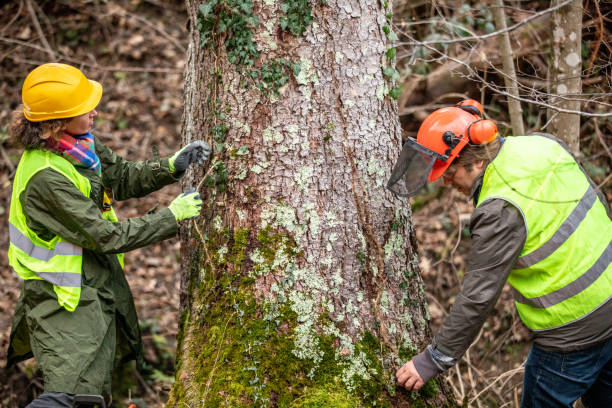 Best Root Management and Removal  in West Long Branch, NJ