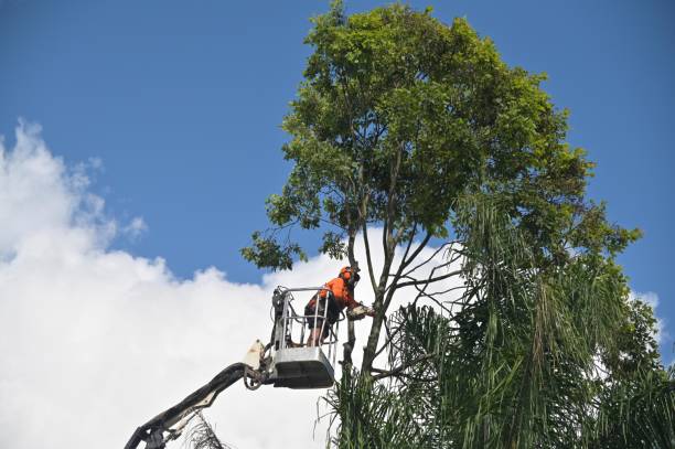 Best Tree Mulching  in West Long Branch, NJ